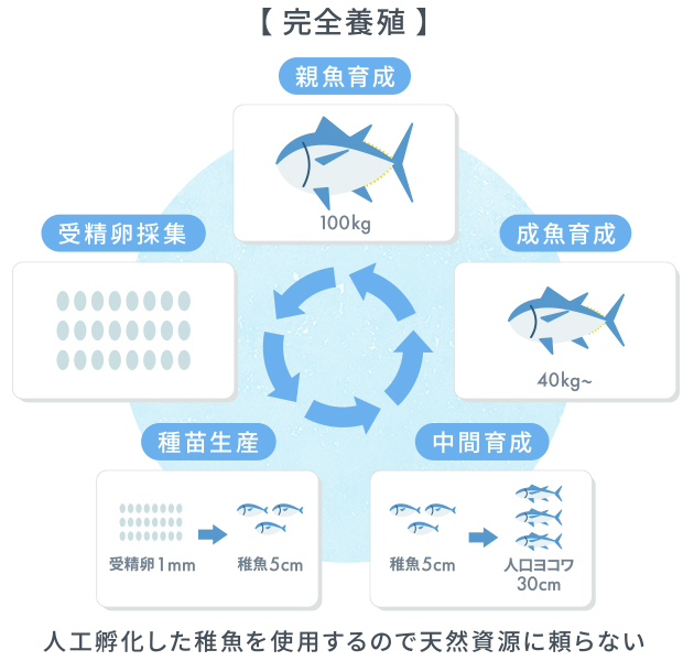 【完全養殖】人工孵化した稚魚を使用するので天然資源に頼らない