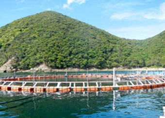 ③海上生簀での中間育成