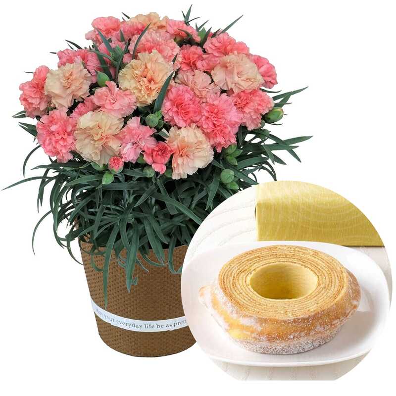 カーネーション「マンゴーソフト」＆マウントバーム しっかり芽 １山 セット
