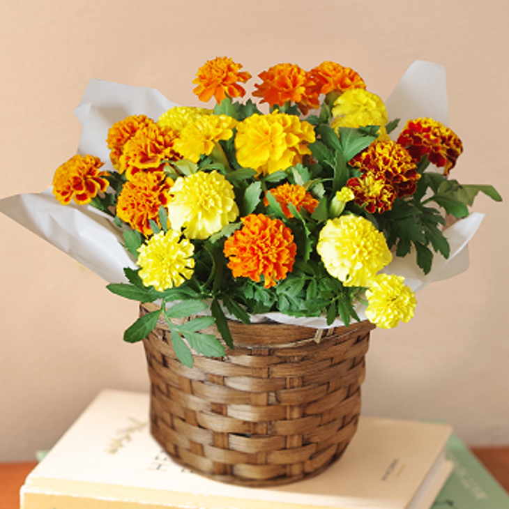 花鉢