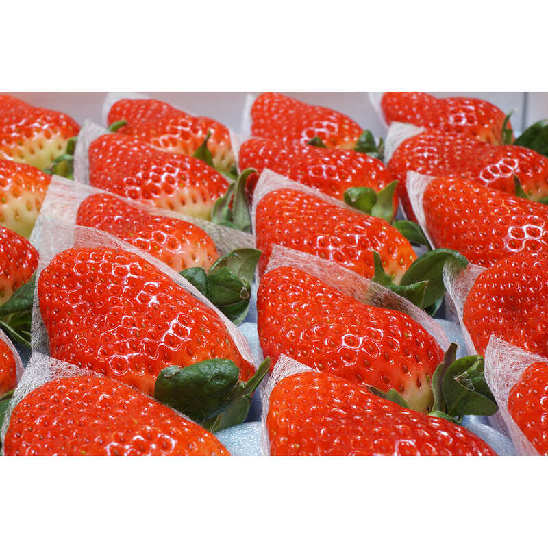 さくらももいちご｜大丸松坂屋オンラインストア【公式通販】