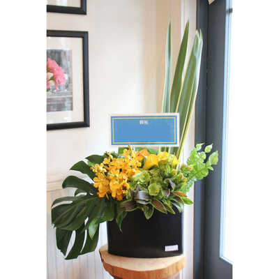 ハイオーバル　Ｂ