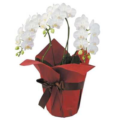 ミディ胡蝶蘭白３本立ち