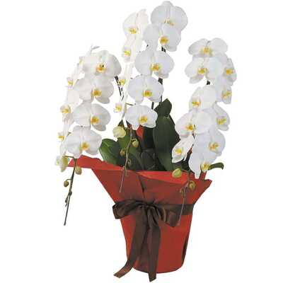 胡蝶蘭白３本立ち