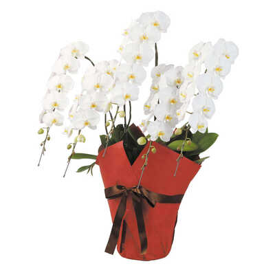 胡蝶蘭白５本立ち