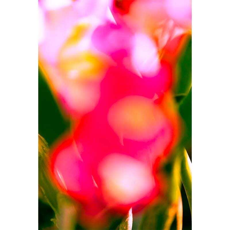 pigmentβ