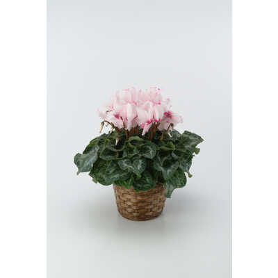 シクラメン＜淡いピンク系おまかせ＞