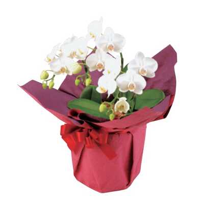 ミディ胡蝶蘭＜白＞