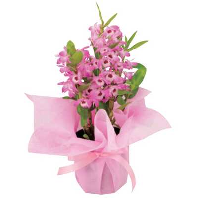 デンドロビューム