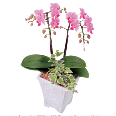 ミディ胡蝶蘭＆アイビー寄せ＜ピンク＞