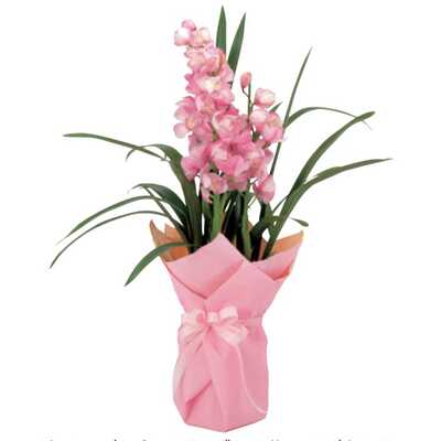 シンビジューム