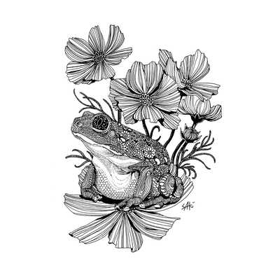 メキシコフトアマガエルとコスモス